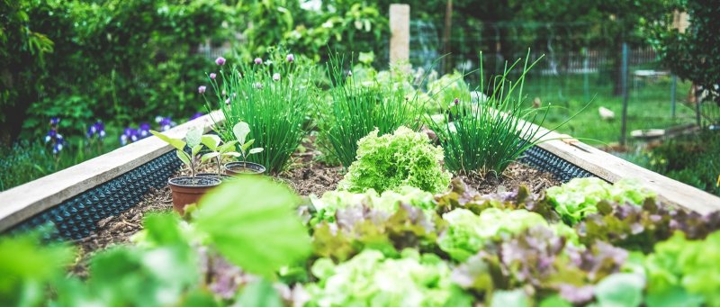 Bicarbonatul de sodiu este cel mai bun prieten al grădinarului: iată 10 moduri ingenioase de utilizare în grădină!