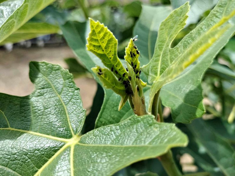 Tratamente naturale si eficiente pentru combaterea musculitelor negre si afidelor din gradina si livada