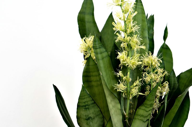 Sansevieria sau limba soacrei - planta care iti purifica aerul si iti infrumuseteaza casa