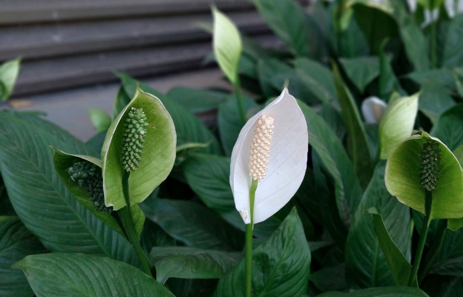 Cum sa ingrijesti crinul pacii sau spathiphyllum astfel incat sa infloreasca tot anul