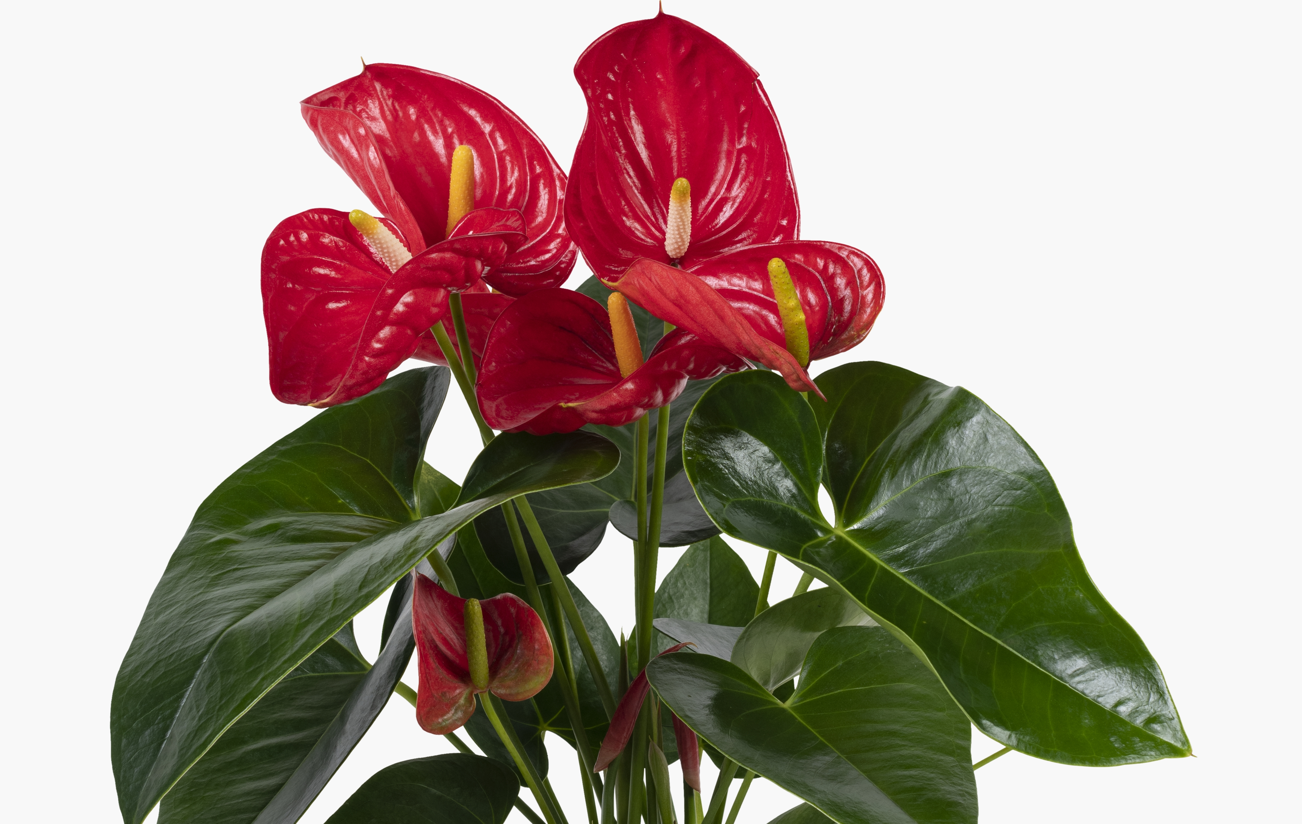 Anthurium sau floarea flamingo. Cum s-o ingrijesti ca sa infloreasca tot timpul