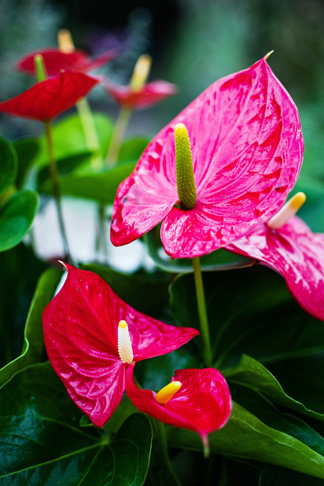 Anthurium sau floarea flamingo. Cum s-o ingrijesti ca sa infloreasca tot timpul