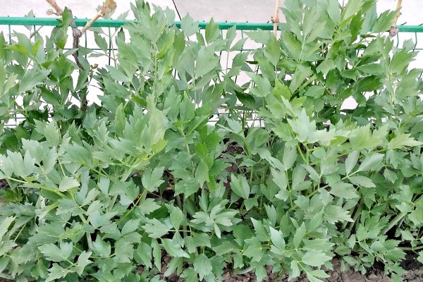 Cum să cultivi leușteanul: Ghid complet pentru creșterea și îngrijirea leușteanului în grădină sau în ghiveci