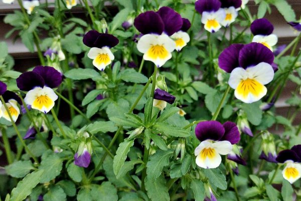 Viola tricolor sau panselua salbatica - planta cu flori delicate si multiple beneficii