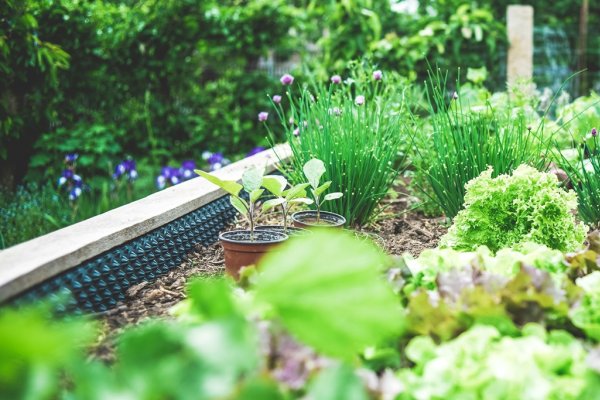 Bicarbonatul de sodiu este cel mai bun prieten al grădinarului: iată 10 moduri ingenioase de utilizare în grădină!