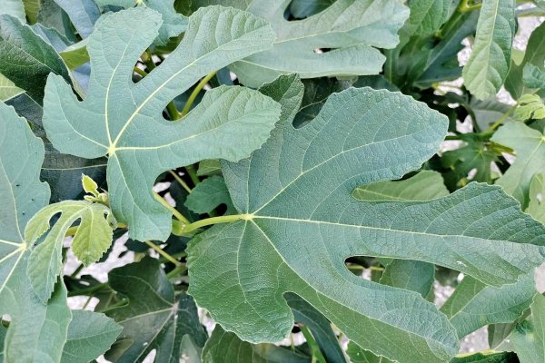 Ceai din frunze de smochin – beneficii, mod de preparare și contraindicații