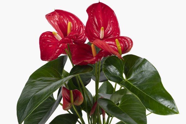 Anthurium sau floarea flamingo. Cum s-o ingrijesti ca sa infloreasca tot timpul